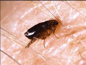 Axobio - Comment se débarrasser des puces naturellement